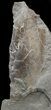 Rare Devonian Phyllocarid (Rhinocaris) - Ohio #44391-1